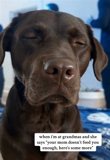 Keeping Your Dog Healthy: Managing Weight Gains