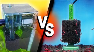 Zenzo and Irene duke it out to answer the age-old question: which aquarium filter is best? Both hang-on-back (HOB) and sponge filters are very popular types of filtration, so let's talk about their pros and cons. #AquariumCoop | Aquarium Co-Op