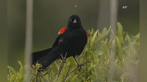 World Migratory Bird Day is this Saturday!