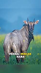 Nilgai | Spesies antelop terbesar di Asia‼️ | Tag: #nilgai #antelope #sapibiru #kerbaubiru #sapi #bluebull #antelop #wildlife #wildlifephotography #faktamenarik #faktaunikhewan #reelsvideo | Porco Project