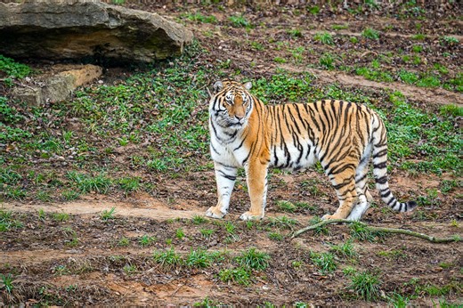 New girl in town: Louisville Zoo welcomes Amur tiger Viktoria