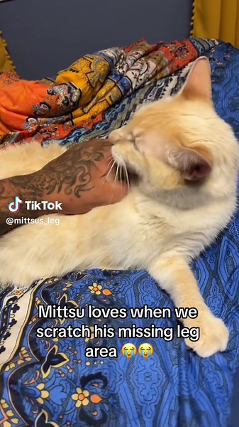 Adorable Siamese Cat Loves Leg Scratches | Three-Legged Cat Video