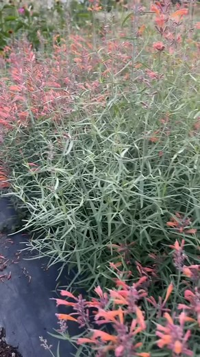 3.6K views | Here’s why I love agastache ‘Coral Sunset’:  Heat and drought tolerant  Insect and disease resistant  Aromatic blooms and foliage can be used to make tea  A perennial to zone 5, but can be grown as an annual in colder zones as it blooms in its first year from seed  Gorgeous coral blooms set against attractive grey/ green foliage  Blooms over a 3 to 4 month period | Antonio Valente Flowers | Facebook