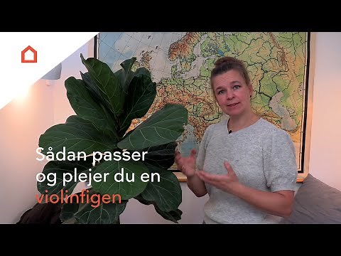 Violinfigen: Guide til pasning og pleje
