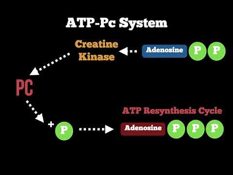Anatomy - ATP Pc Energy System