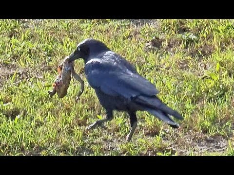 Crow Eats Deadly Cane Toad