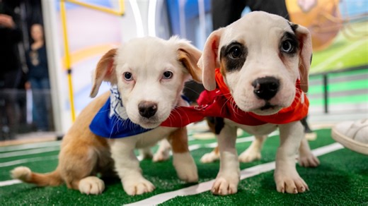 2025 Puppy Bowl returns for adoption event's 21st year