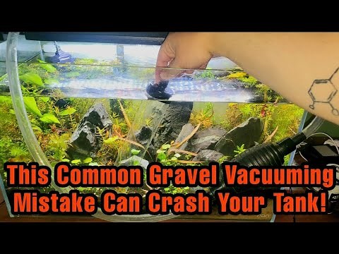 How to Safely Gravel Vacuum Your FishTank + Easy Cleaning & Siphon Starting Tricks for Your Aquarium