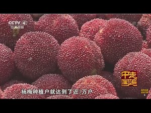 特别新发现系列片（6） 天赐杨梅 【走遍中国 20150628】720P