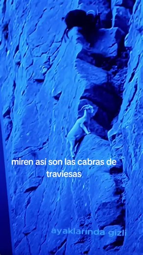 ELCOLOCHO LOPEZ W (@jzwilopezzamora)’s videos with Los farm lopez la kabra - 🄶🄴🄽🄴🅁🄰🄲🄸🄾🄽 🅇