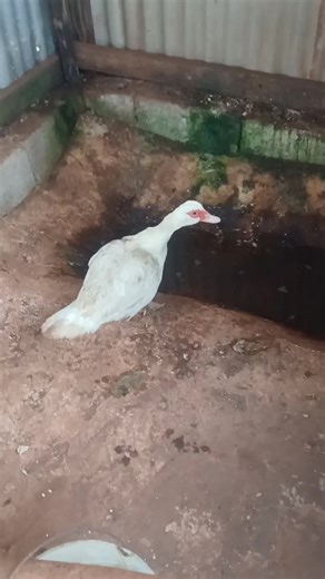 #LoveWonFarm #Duck#Farming #St.Elizabeth#Jamaica