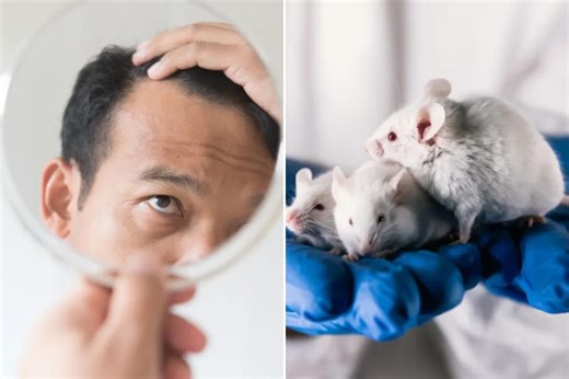 Breakthrough cure for baldness: 100% of male mice regrew fur with new treatment