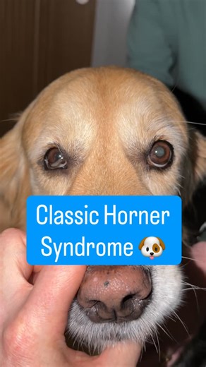 John Burgess, BVSc DipECVO MRCVS | Veterinary Ophthalmologist on Instagram: "HORNER SYNDROME: The Pharmacological Diagnosis 💧 This Golden Retriever presented with the classic signs: • Miosis (constricted pupil) • Ptosis (droopy upper eyelid) • Enophthalmos (sunken eye appearance) • Third eyelid protrusion The Phenylephrine Test Apply a single drop of dilute (2.5% or weaker) phenylephrine to both eyes and monitor for 20-60 minutes for any improvement in clinical signs. NB these must be applied i