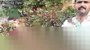 3.1K views · 110 reactions | Biggest nursery farm in Pakistan || All types of plants at one place | Purchase 1 or thousands plant | Farming Tips | Facebook