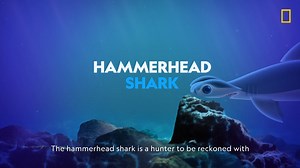 482K views · 10K reactions | Did you know that hammerhead sharks have extraordinary vision because of their unique eyes? Check out our first Sharkfact now! Catch Sharkfest from July 18-29, 7:30pm BKK/JKT, 8:30pm HKT/SIN, on National Geographic Wild. | National Geographic Asia | Facebook