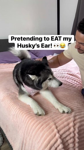 4.2M views · 161K reactions | Meeka The Husky on Reels | Facebook