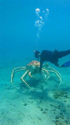 🦀 King krab gigante - #shorts