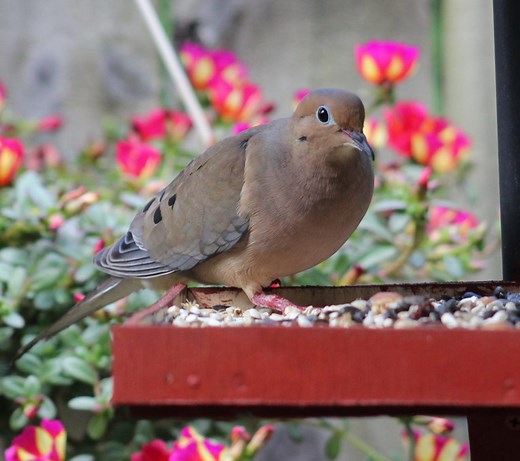 6 Proven Ways to Attract Mourning Doves to Feeders! (2026)