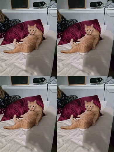 Tigger was posing#fatcat #sexycat #Tigger ##lookatthis