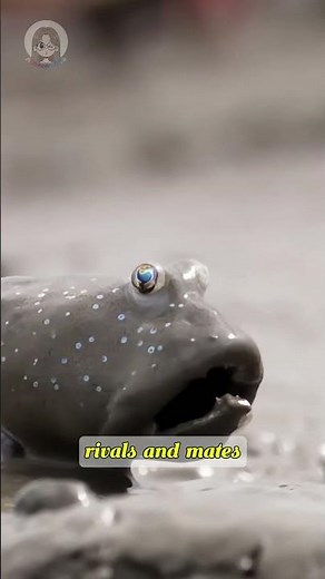 Mudskipper – The Fish That Walks on Land
