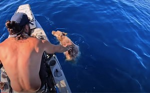 Tiktoker rescued dog found in the sea off Paros island - ProtoThema English