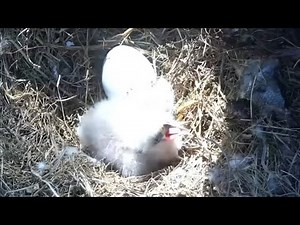 Mom up and cute eaglet looking around | Dade County Eagle | Dec 21, 2025