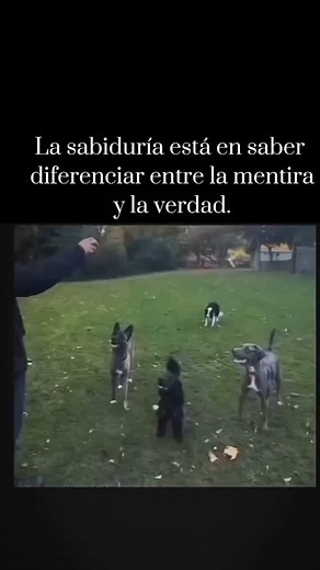 Cómo dijo el Abogado, Usted hábleme con la verdad, que yo trabajo con la mentira 🫡 #tendencia #viral #austedledigo #focus #sinmentir #tendencias #ftm | Alejandro Silva