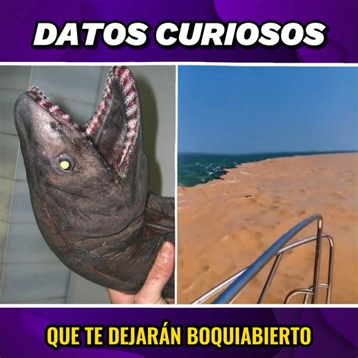 3.3M views · 227K reactions | En este video, nos sumergimos en una colección de datos curiosos diseñados para entretener tu mente y expandir tus horizontes.  Prepárate para ser sorprendido y educado, mientras exploramos juntos historias, fenómenos y hechos que desafían nuestra percepción. 易 #interesanteguru | Interesante Gurú | Facebook