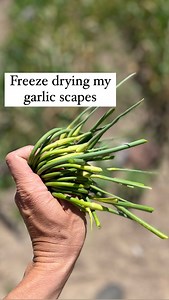 I picked some of my garlic scapes and freeze dried them to use in cooking! Garlic scapes are from my hard neck garlic and can be used for cooking just about anything! Garlic will be ready for harvest in about a month and I’m pumped! #freezedry #freezedrying #preservetheharvest #preservingfood #womeninag #ranchmom #farmmom #womeninagriculture #ranchher #ranchfamily #farmher #homesteading #homemakers #growfood #thankfulhomestead #homesteadersofamerica #eatlocal #freezedryingfood #garlicscapes #gar