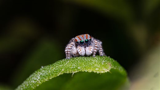 Scared Of Spiders? Your Eye Movements Reveal You'd Rather Focus On Other Insects