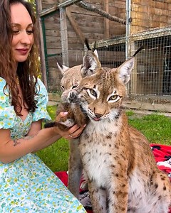 36K views · 409 reactions | Just a woman hanging out with a lynx family!  | Rush Brush | Facebook