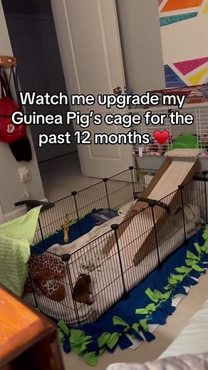 Enriching Your Guinea Pig's Life with Running and Aroma Therapy