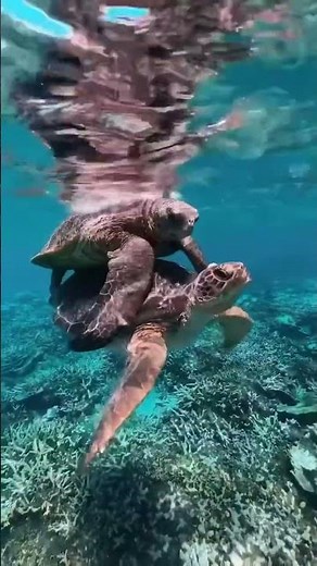 Wildlife Wednesday: Sea Turtle Babies