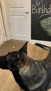 9.5K views · 1K reactions | K-9 Bane celebrated his 6th birthday tonight with a cake from Albemarle Sweet Shop. We love ❤️ you #BaneTrain #k9 #k9bane #bane #cake #birthday #happy6thbirthday #birthdaycake #yum #celebration #reels #fb #reelsinstagram #reelsfacebook #fbreels #reelsfypシ #reelsvideo #reelsvideoシ #reelsfb #reelsfbシ #trending #viral #video #trendingreelsvideo #trendingnow #trendingvideo #fyp #fypシ゚viralシ #fypシ #reelsviral | K-9 Joker & K-9 Bane | Facebook