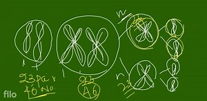 Synaptonemal complex is formed during which stage of meiosis?... | Filo