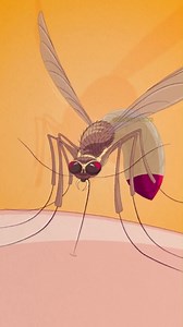 2.9K views · 26 reactions | What If We Killed All Mosquitoes #facts #viralfactsvideos | Gyanish Facts | Facebook