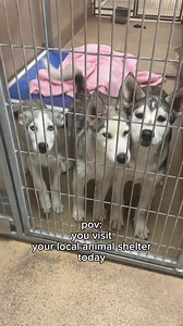 16K views · 315 reactions | All adoption fees for dogs & cats are...