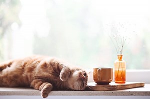 11 Spiritual Meanings Of Cats In Dreams: It’s A Good Sign?