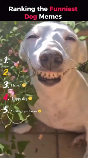 Ranking the Funniest Dog Memes 🤣🐶 #shorts