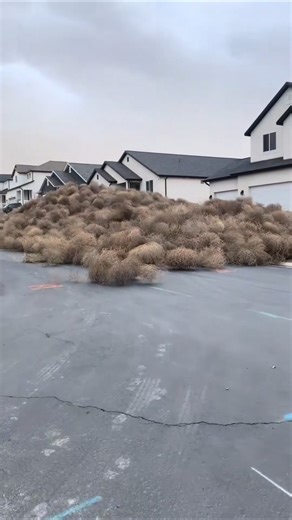 Road Block Ho Gayi Tumbleweed Se! || Dekho Amezing || #makhanmatki