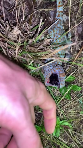 Up close with a tokay gecko