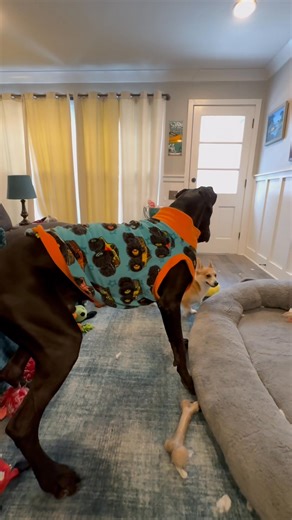 24K views · 1.6K reactions | Pilot is trying to figure out Margo. He keeps wanting to paw at her and doesn't quite understand why she doesn't want to be buddies. Tonight Mom has everyone separated while Margo gets settled in. She is watching TV with Margo and put up the gate to keep us out. It's all a work in progress  | Lady Darla's Legacy - The Squirrel Patrol | Facebook