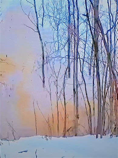 be on the watch for exploding trees 🌳 #winter #cold #nj #NY #paratiiiiiiiiiiiiiiiiiiiiiiiiiiiiiii