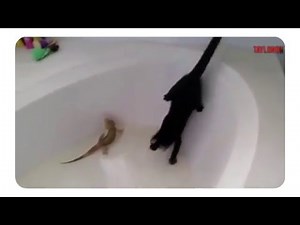 This cat hates water