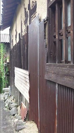 今日のかわいい🩷男木島の猫🐱🐾