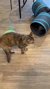 It's All About The Animals, Inc. on Reels