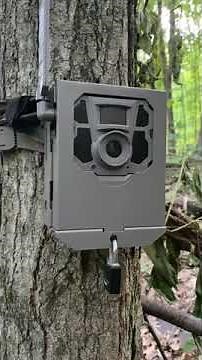 Tactacam Reveal X with Lock Case & Python Lock Cable installed tree with some tips of what not to do