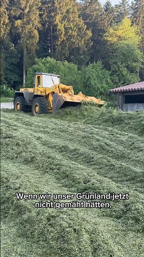 Warum Kühe dieses Gras nicht fressen sollten 🐄