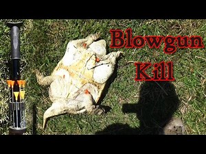 BLOWGUN HUNTING in Creeks! {Cleaning and Cooking}