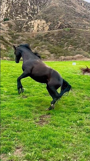Beautiful horses running free in a field
